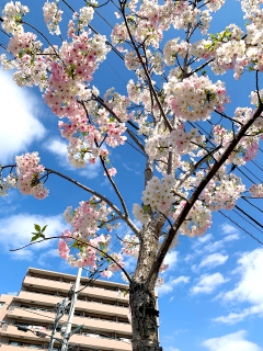 2021年3月・桜