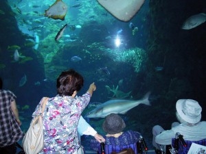 新江ノ島水族館-03