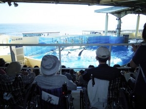 新江ノ島水族館-04