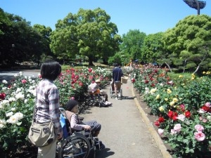 平塚総合公園　バラ園