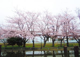 桜花見&花見御膳その2