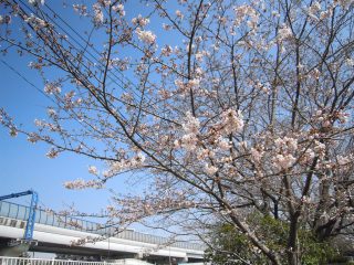 お花見