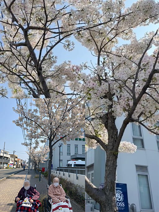 3月ブログお花見