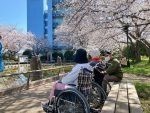 4月のブログ お花見